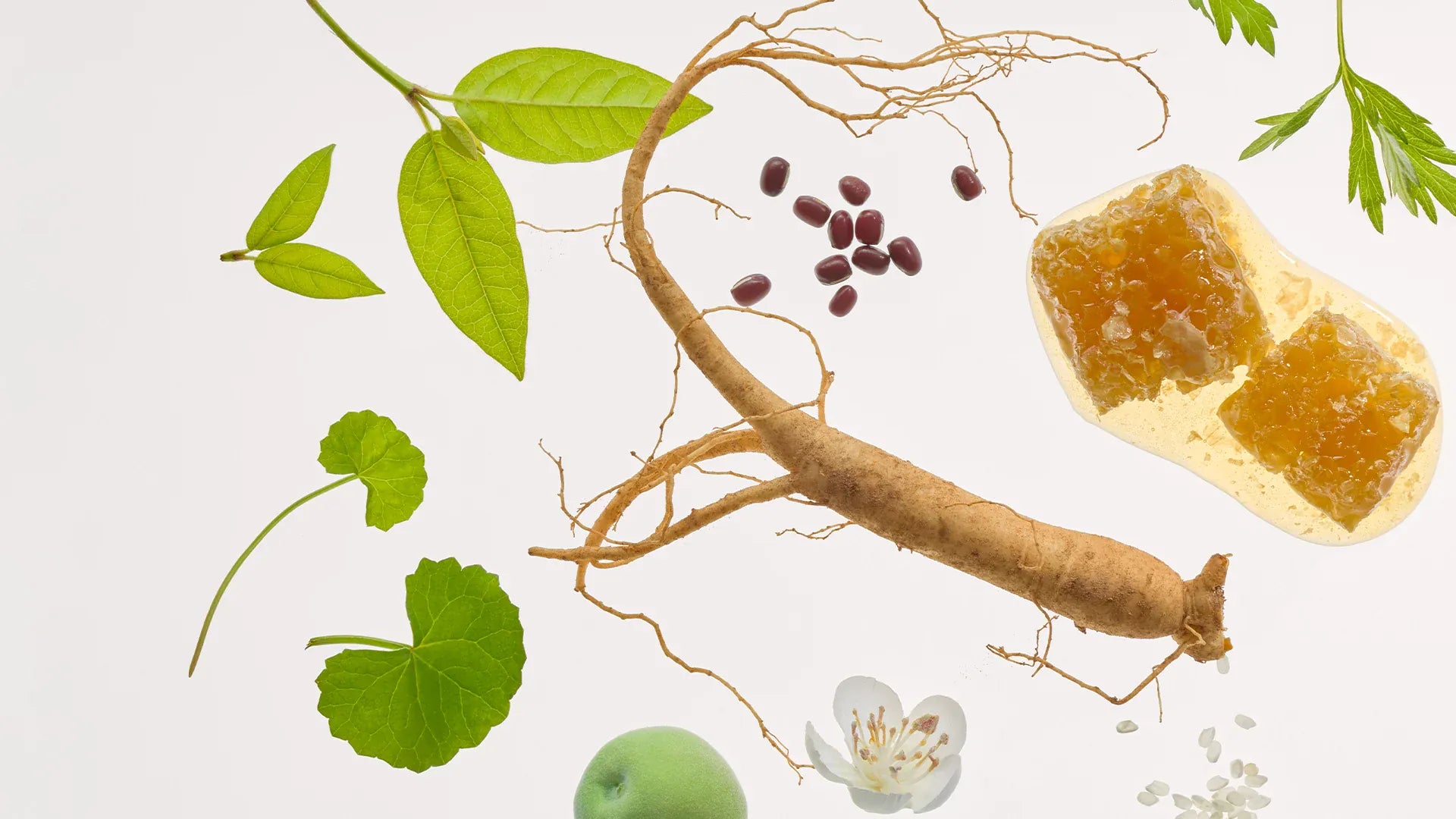 Hanbang Ingredients
